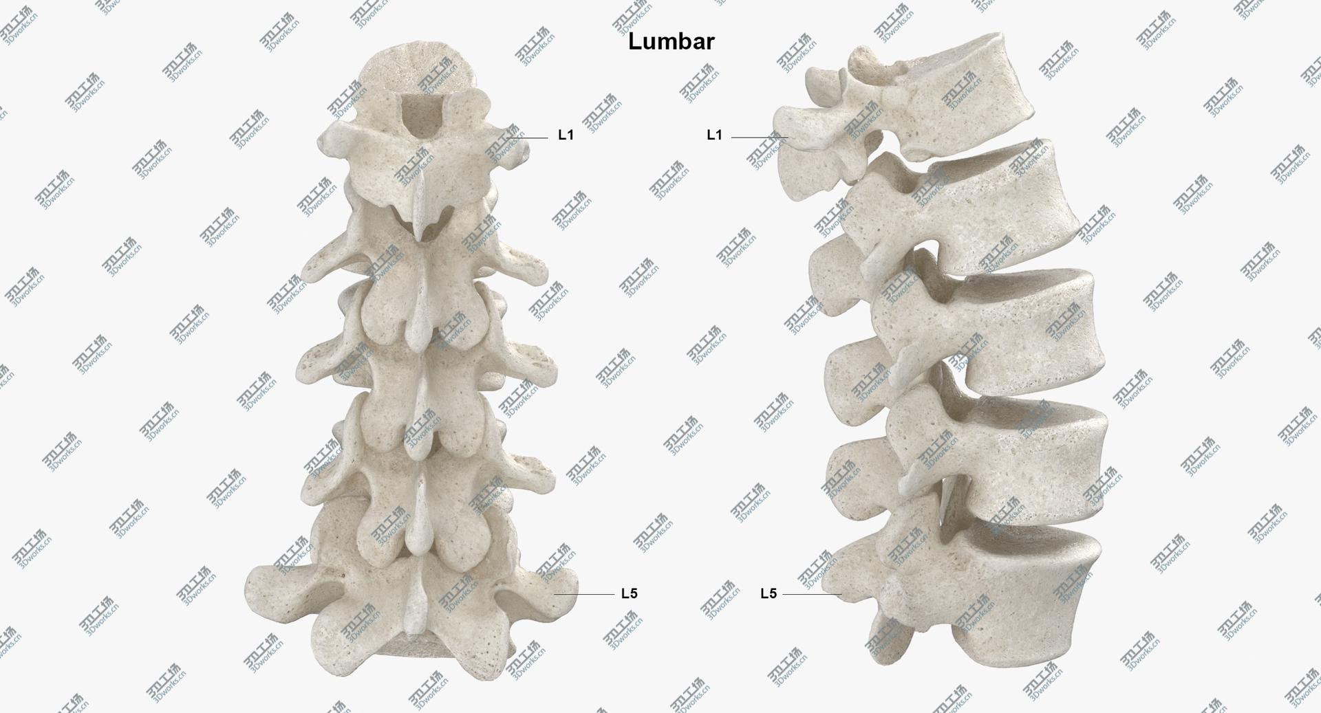 images/goods_img/2021040162/3D model Real Human Lumbar Vertebrae L1 to L5 Bones 01 White/4.jpg